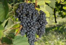 Vitivinicolo, bando 2026-2027 investimenti e competitività in Veneto vitivinicolo veneto, agricoltura veneto, bando imprese