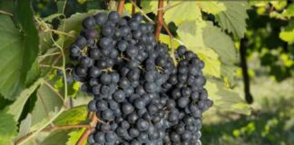 Vitivinicolo, bando 2026-2027 investimenti e competitività in Veneto vitivinicolo veneto, agricoltura veneto, bando imprese