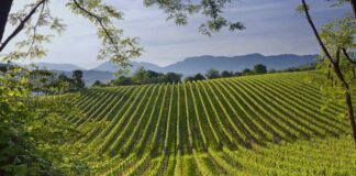 Viticoltura sostenibile: a Conegliano focus su difesa integrata e nuove tecniche agricole viticoltura sostenibile, Conegliano, difesa integrata