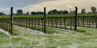 Maltempo in Veneto: grandine, vento forte e danni ai vigneti nel Trevigiano maltempo, Veneto, grandine