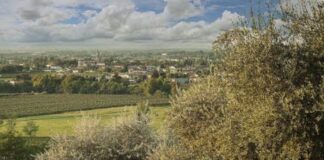 Grandine: strategie efficaci per proteggere raccolto e piante d’olivo olivicoltura, grandine, olivo