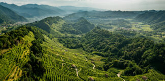 Conegliano Valdobbiadene Prosecco Superiore protagonista a Treviso: incontro con Diego Tomasi Prosecco Superiore Treviso Diego Tomasi
