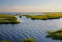 Paludi salmastre, lo studio che cambia l’approccio al ripristino ambientale Paludi salmastre, Università di Padova, Ecosistemi costieri