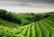 Colline del Prosecco, turismo in crescita e modello Unesco di sviluppo Colline del Prosecco Unesco Turismo Veneto