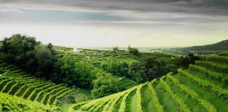 Colline del Prosecco, turismo in crescita e modello Unesco di sviluppo Colline del Prosecco Unesco Turismo Veneto