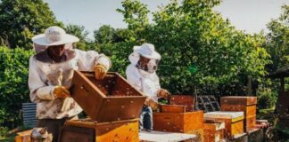 Apicoltura, a Crocetta del Montello il confronto sulla convivenza con l’agricoltura Apicoltura, Agricoltura, Crocetta del Montello