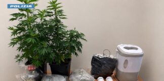 Marijuana: scoperto laboratorio artigianale a Mestre, arrestato un uomo dopo il sequestro di oltre 2,5 kg La marijuana e l'occorrente per la preparazione sequestrati a Mestre dalla Polizia di Stato