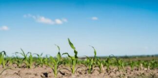 Allarme siccità: agricoltura nella bassa Padovana a rischio idrico Siccità, Veneto, Agricoltura