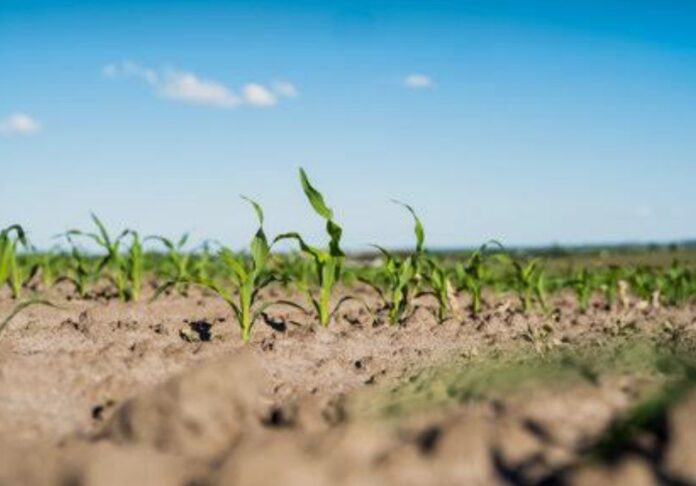 Siccità, Veneto, Agricoltura Siccità, Veneto, Agricoltura