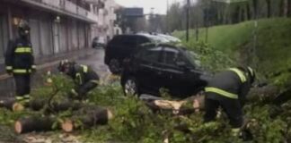 Maltempo nel Trevigiano: alberi caduti, blackout e disagi alla viabilità maltempo Trevigiano viabilità