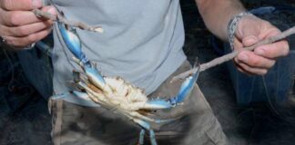 Granchio blu: stato di calamità prorogato a sostegno di pesca e acquacoltura Granchio blu Pesca Veneto