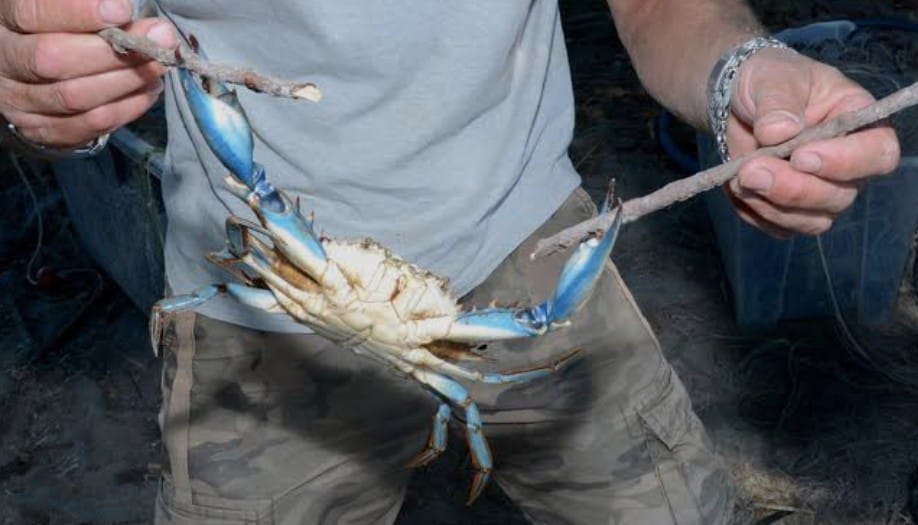 Granchio blu Pesca Veneto