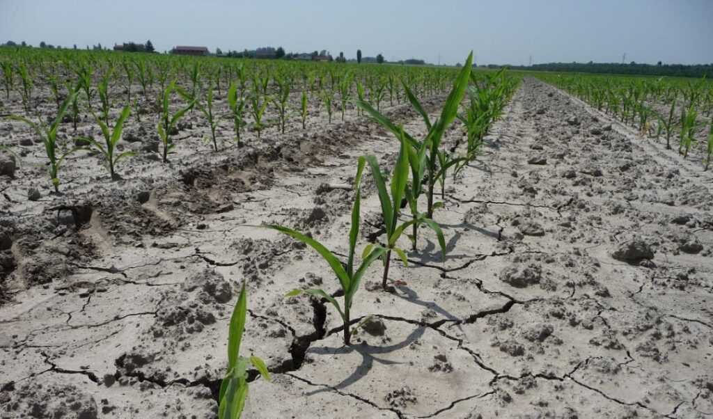 Coldiretti Venezia Siccità Caldo Soia