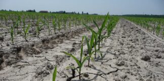 Caldo record, agricoltura in allarme: Coldiretti lancia l’allarme sulla crisi dei campi veneziani Coldiretti Venezia Siccità Caldo Soia