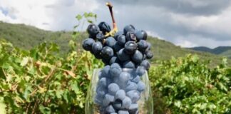 Vendemmia 2026: il Veneto presenta le prime stime sulla nuova annata Veneto Agricoltura Trittico Vitivinicolo Viticoltura Nord-Est