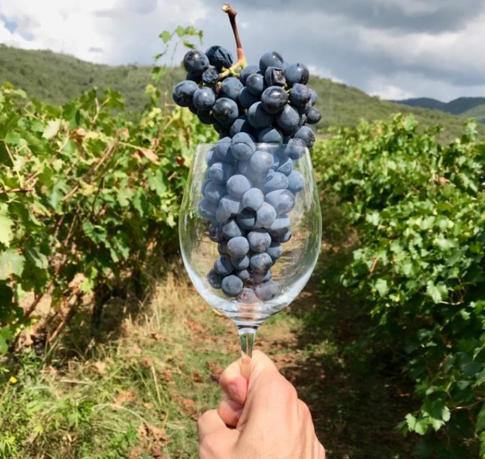 Veneto Agricoltura Trittico Vitivinicolo Viticoltura Nord-Est