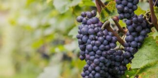 Vendemmia 2026: il Veneto resiste al caldo viticoltura veneta stress idrico qualità delle uve produzione regionale