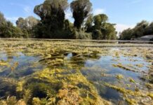 Fiume Sile, alghe a Silea: è allarme Fiume Sile, Silea, alghe, Sant’Elena