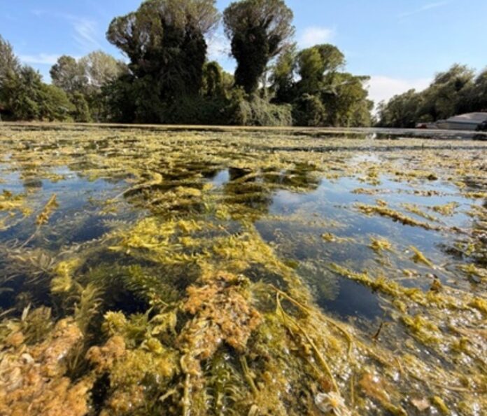Fiume Sile, Silea, alghe, Sant’Elena Fiume Sile, Silea, alghe, Sant’Elena