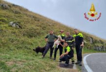 Borso del Grappa, cucciolo cade in una voragine profonda 10 metri: salvato dai Vigili del Fuoco Borso del Grappa, cane salvato dal pozzo - Notizie Plus