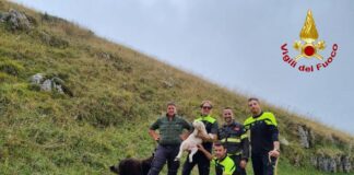 Borso del Grappa, cucciolo cade in una voragine profonda 10 metri: salvato dai Vigili del Fuoco Borso del Grappa, cane salvato dal pozzo - Notizie Plus