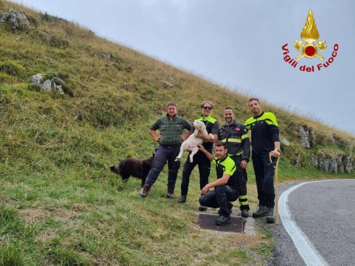 Borso del Grappa, cane salvato dal pozzo - Notizie Plus Borso del Grappa, cane salvato dal pozzo - Notizie Plus