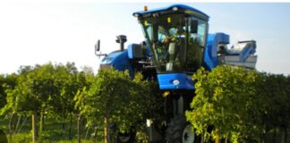 Vendemmia 2026, l’andamento della raccolta partita in largo anticipo Vendemmia 2026, Veneto, Vino, Uva
