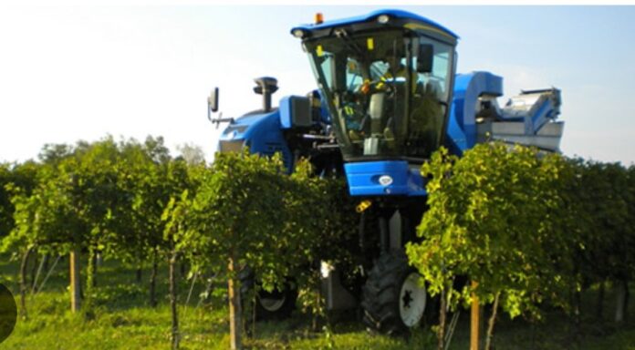 Vendemmia 2026, Veneto, Vino, Uva Vendemmia 2026, Veneto, Vino, Uva