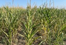 Siccità, oltre 50 milioni di danni nel Veneto siccità, agricoltura, Venezia, Cia Venezia