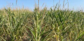Siccità, la conta dei danni nel Veneto secondo CIA siccità, agricoltura, Venezia, Cia Venezia