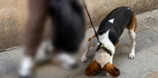 Accattonaggio con animali a Venezia, cane sequestrato a San Marco: scatta la multa Accattonaggio con animali, cane sequestrato - Notizie Plus