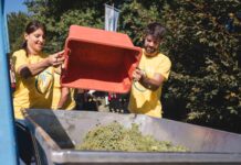 Vendemmia Social-e, la solidarietà torna tra i filari: grande successo per la prima tappa Vendemmia Social-e Vendemmia 2026 LILT Treviso San Polo di Piave Monfumo