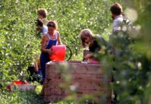 Scambio di manodopera, il Veneto guarda al modello Trentino vendemmia articolo 2139 del Codice civile imprese agricole sicurezza sul lavoro