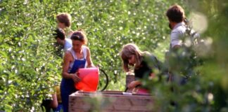 Scambio di manodopera, il Veneto guarda al modello Trentino vendemmia articolo 2139 del Codice civile imprese agricole sicurezza sul lavoro