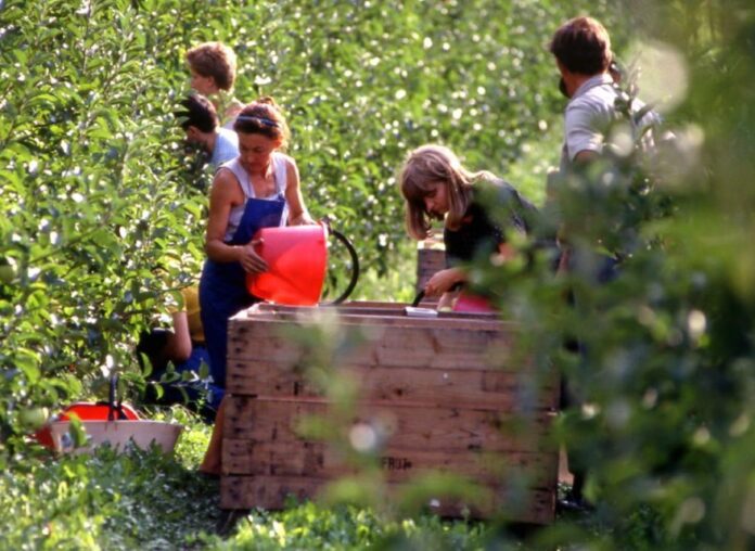 vendemmia articolo 2139 del Codice civile imprese agricole sicurezza sul lavoro vendemmia articolo 2139 del Codice civile imprese agricole sicurezza sul lavoro