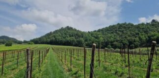 Villa Maggioni, la Chiesa di Padova punta sui Colli Euganei con un nuovo progetto vitivinicolo Villa Maggioni, Colli Euganei, Torreglia, vino, Riccardo Cotarella