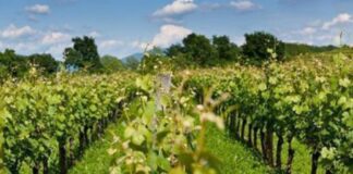 Siccità nei vigneti: la sfida della Marca trevigiana vigneti irrigazione di soccorso Veneto orientale Prosecco DOC
