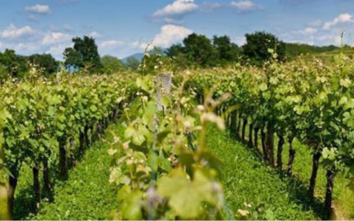vigneti irrigazione di soccorso Veneto orientale Prosecco DOC vigneti irrigazione di soccorso Veneto orientale Prosecco DOC