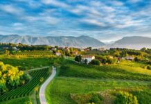 Strada del Vino. La grande storia di “Conegliano Valdobbiadene” rivive tra mostre, docufilm e cammino Conegliano Valdobbiadene, enoturismo, Strada del Prosecco, museo diffuso