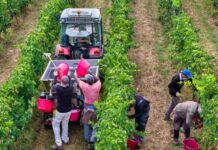 Lavoro, boom di assunzioni ad agosto in Veneto: la vendemmia anticipata spinge l’occupazione vendemmia anticipata mercato del lavoro Veneto assunzioni agricoltura Veneto Lavoro
