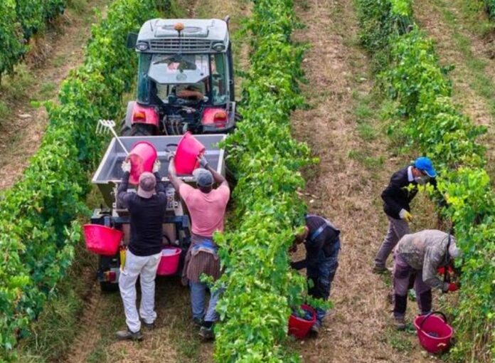 vendemmia anticipata mercato del lavoro Veneto assunzioni agricoltura Veneto Lavoro vendemmia anticipata mercato del lavoro Veneto assunzioni agricoltura Veneto Lavoro