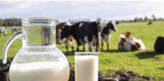 Latte in Veneto: è allarme sui costi secondo Cia costi di produzione allevamenti Caseus Veneti settore lattiero-caseario