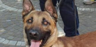 Montebelluna, i cani antidroga trovano cocaina e oltre 8mila euro: arrestato un 53enne Cani antidroga a Montebelluna, cocaina e 8mila euro - Notizie Plus