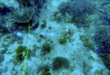 SEASTRONG, Ca’ Foscari studia coralli e mangrovie: 6 milioni per capire come proteggono le coste SEASTRONG, Ca' Foscari studia le difese naturali - Notizie Plus