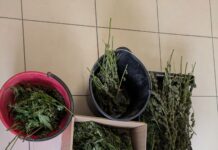 Crocetta del Montello, sequestrati oltre 5 chili di marijuana e otto piante: arrestato un trentenne Crocetta, sequestrati 5 kg di marijuana - Notizie Plus
