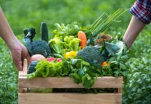 Agricoltura veneta seconda in Italia per produzione regionale annua Verona valore aggiunto export agroalimentare costi di produzione