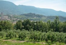 Olivicoltura veneta, arriva la nuova mappa degli oliveti per contrastare l’abbandono Osservatorio Olivicolo Veneto oliveti veneti olivicoltura oliveti storici