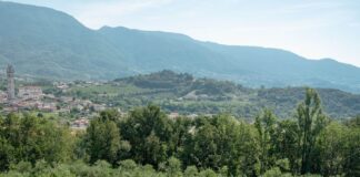 Olivicoltura veneta, arriva la nuova mappa degli oliveti per contrastare l’abbandono Osservatorio Olivicolo Veneto oliveti veneti olivicoltura oliveti storici