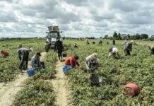 Agricoltura nel Camposampierese, un’estate funestata dai danni Tecnologie di evoluzione assistita Tea cambiamento climatico siccità