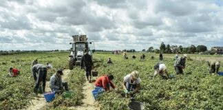Agricoltura nel Camposampierese, un’estate funestata dai danni Tecnologie di evoluzione assistita Tea cambiamento climatico siccità